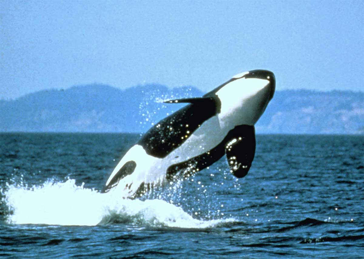 "HARLEY EXTERIORS, BITE OF SEATTLE, ORCA, WHALE WATCHING TICKET!