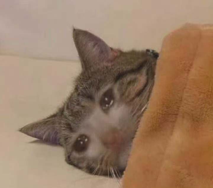 流泪猫猫头