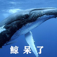 沙雕文字配图