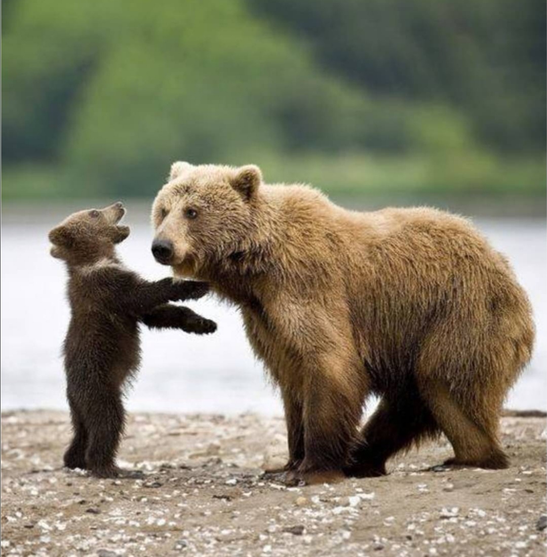 Bear hoky poky