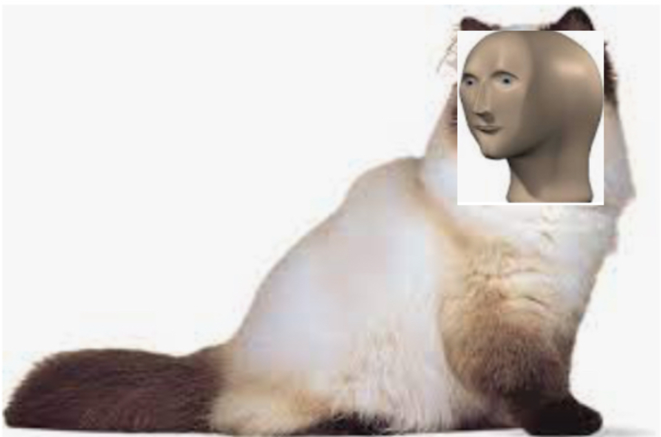 Meme cat.