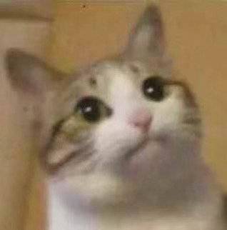 猫猫头表情包