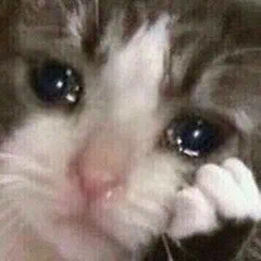 流泪猫咪