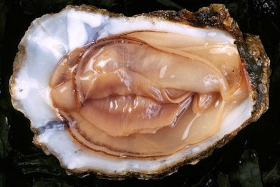oyster