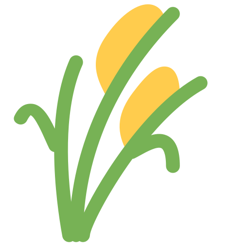 Sheaf of rice
