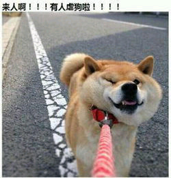 来人啊!!!有人虐狗啦!!!!