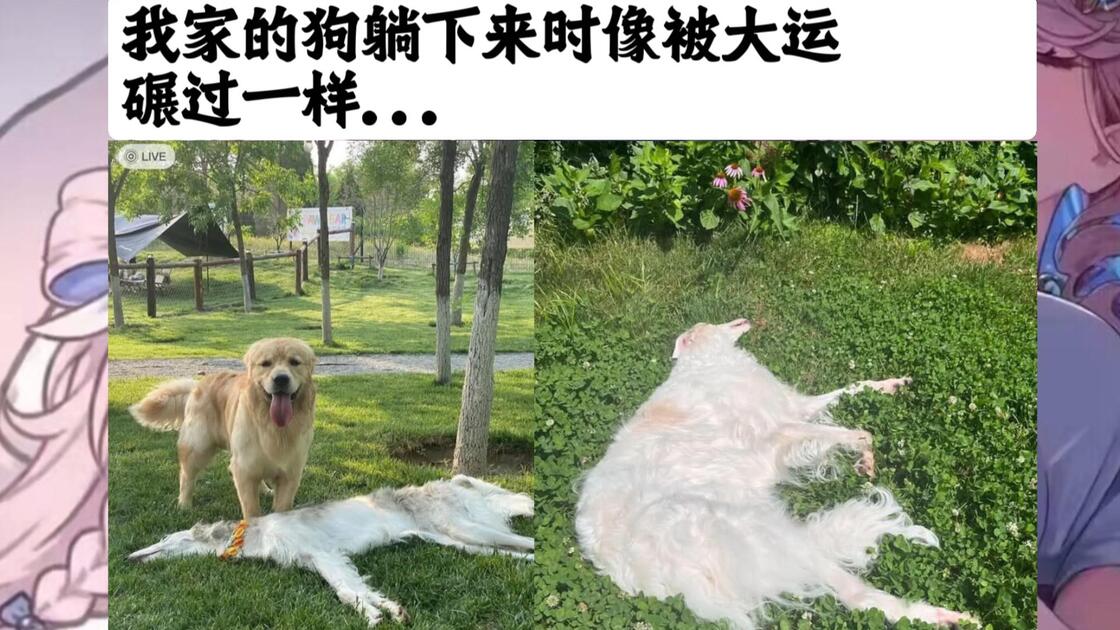 网络上的梗图meme第226期ciallo~