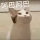 阿巴阿巴阿巴 猫咪 GIF 动图表情包