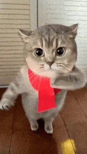 猫猫GIF动图表情包