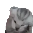 猫猫捂头GIF 动图表情包
