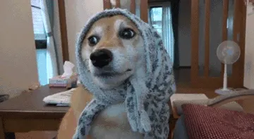 狗狗头戴围巾