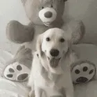 狗狗