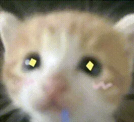 死对头小猫P图表情包