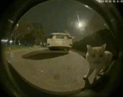 猫咪惊鸿一瞥表情包