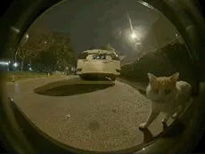 猫咪惊鸿一瞥表情包