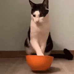(猫咪要吃饭表情包)