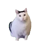 猫猫 GIF 动图