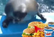 魔性海豹动态表情包