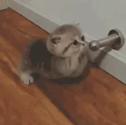 小猫
