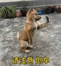 AI狗子指挥倒车手势gif表情包，请注意 倒车！
