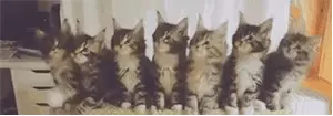 抖音猫咪摇头 GIF 动图