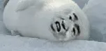 张学友海豹(萌死了)