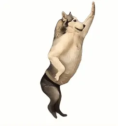 小狗奶牛猫跳舞动态表情包- 知乎