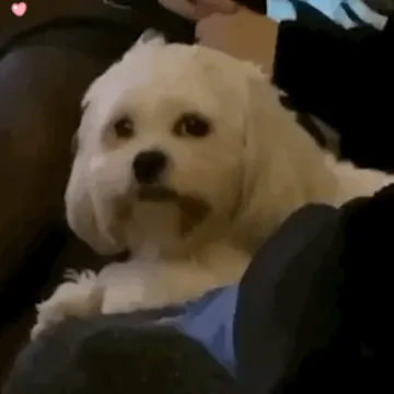 狗狗假笑