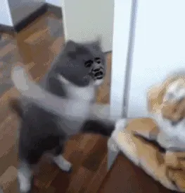 打死你丫的！（小猫打架）