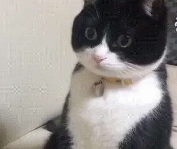 猫猫表情包