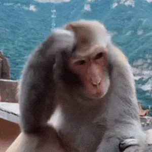 吗喽挠头 GIF 动图表情包