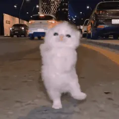 piu piu piu小猫跑步魔性表情包