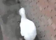 鸭鸭得意摇头晃脑走路 GIF 动图