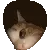 (猫猫凑近看动图表情包)