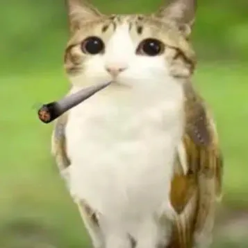 猫头鹰小猫表情包