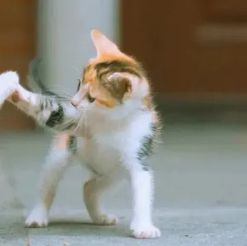 猫咪情侣头像