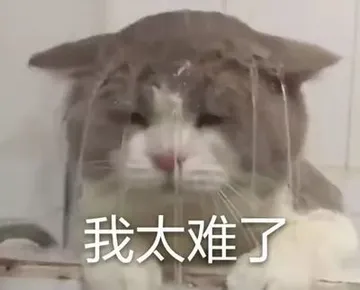 我太难了系列（一只猫咪头上被淋水）
