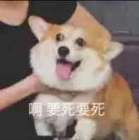 狗子：要死要死