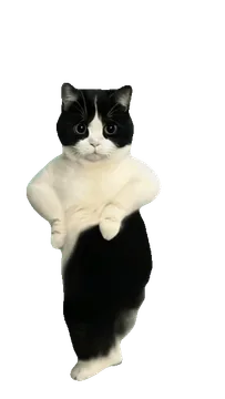 猫猫跳舞表情包