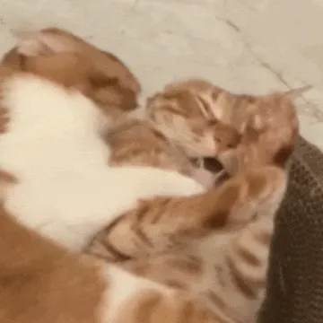 猫猫亲亲表情包