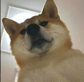 俯视你（狗狗）