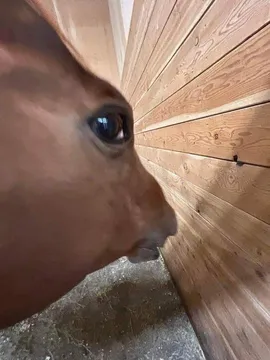 Side eye horse