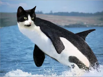 Orca with cat head