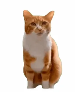 橘猫 memes