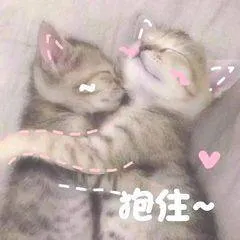 抱注(猫猫)
