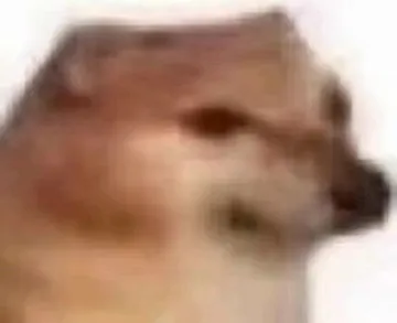 Cheems忧郁狗狗