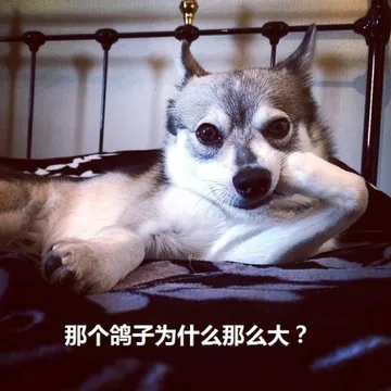 那个鸽子为什么那么大？