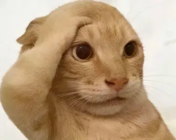 耄耋猫跳舞/打拳各种AI整活抽象表情包