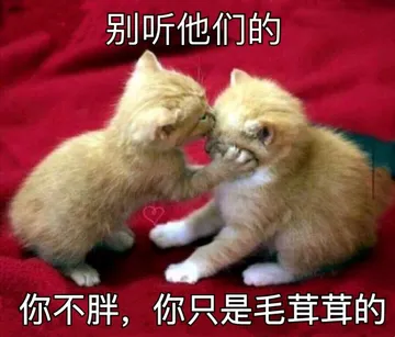 别听他们的 你不胖,你只是毛茸茸的