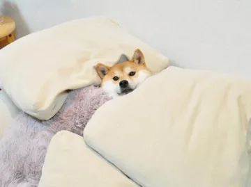 柴犬：麻烦帮我关下灯，我要睡觉了，谢谢